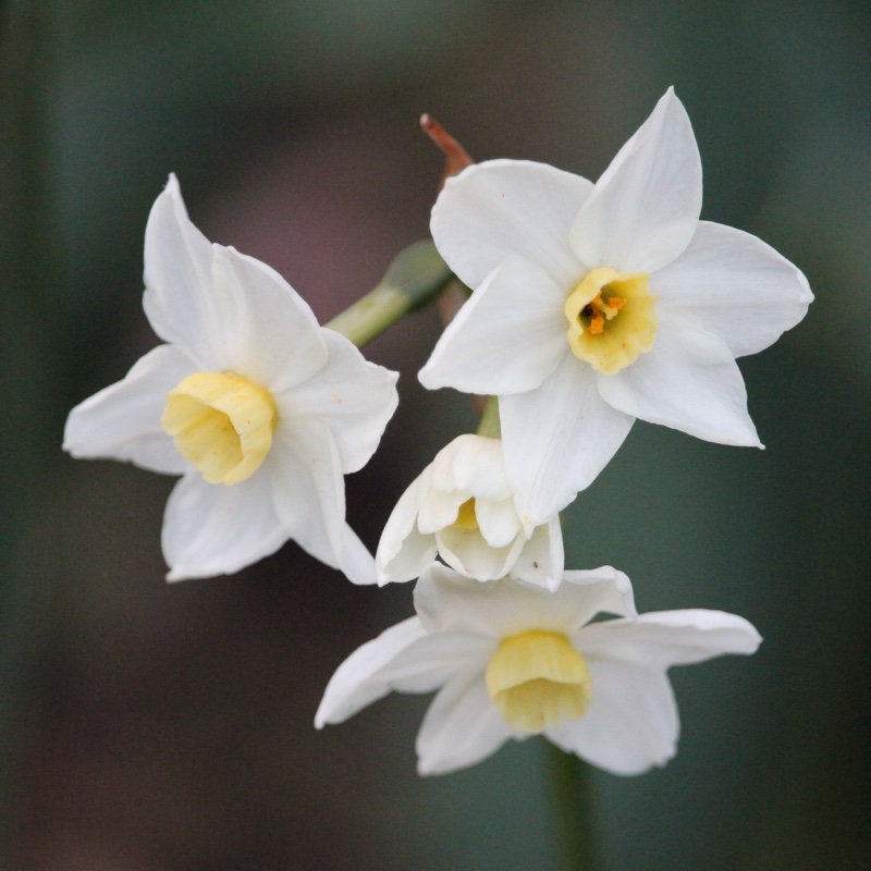 Narcissus 'Grand Primo Citroniere' syn. Narcissus 'Citrina'