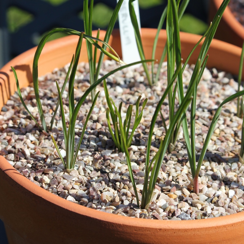 Allium caeruleum syn. Allium azureum, Allium caeruleum azureum, Allium coerulescens