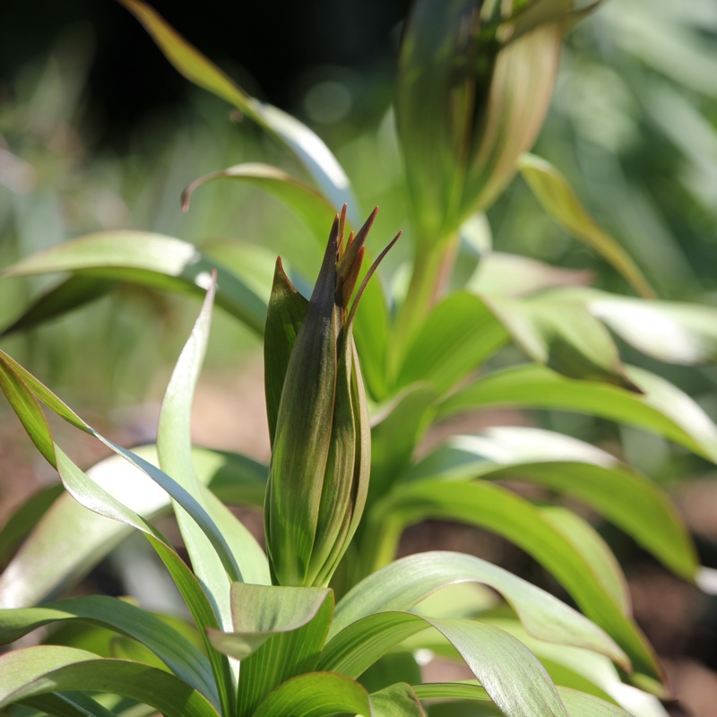 Fritillaria imperialis 'Rubra Maxima'