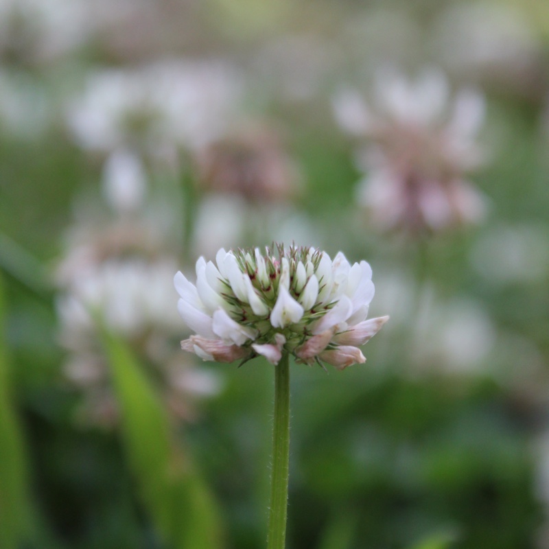 Trifolium repens