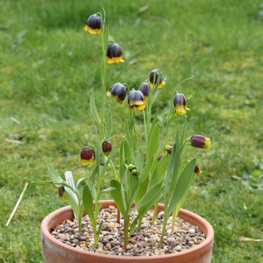 Fritillaria michailovskyi