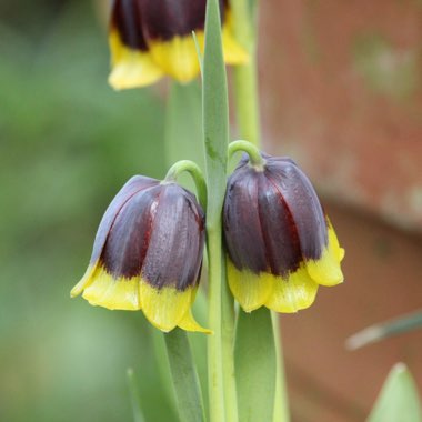 Fritillaria michailovskyi