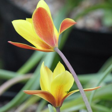 Tulipa clusiana var. chrysantha