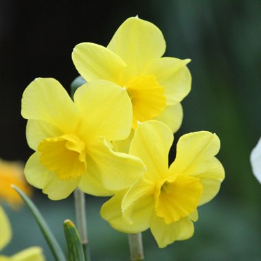 Narcissus 'Trevithian'