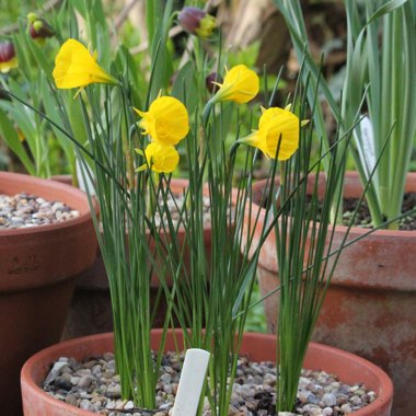 Narcissus 'Oxford Gold'