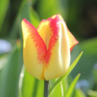 Tulipa 'Cape Town'