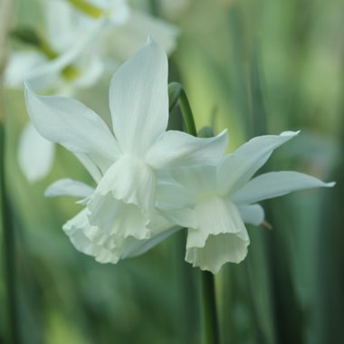 Narcissus 'Thalia' syn. Narcissus triandrus 'Thalia'