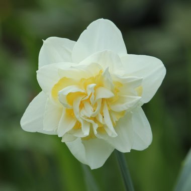 Narcissus 'White Lion'