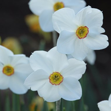 Narcissus 'Actaea'