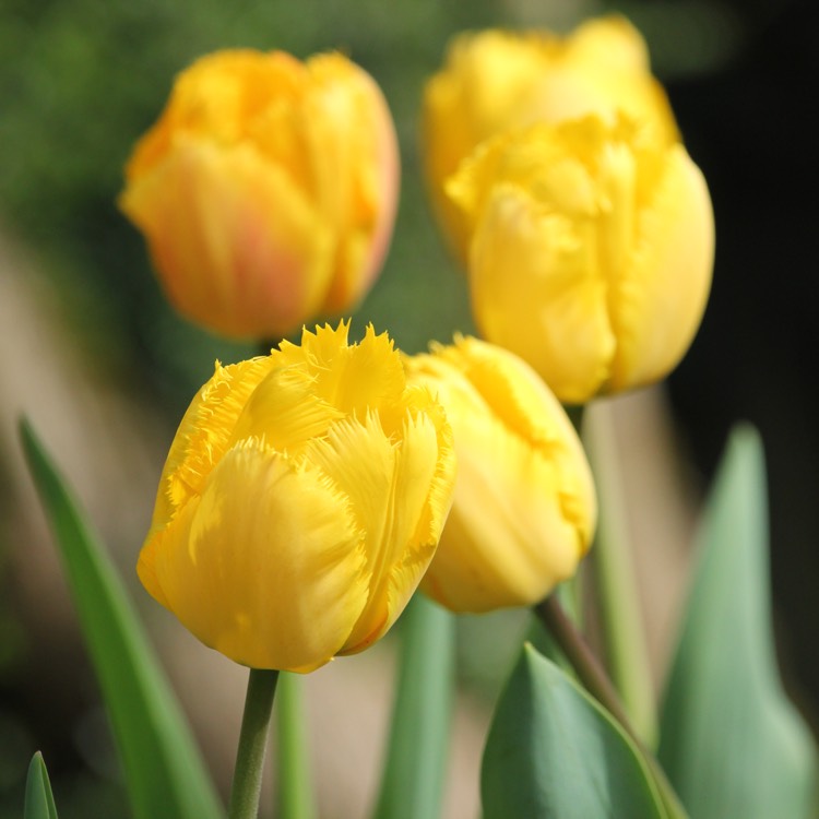 Plant image Tulipa 'Hamilton'