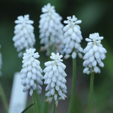 Muscari 'Venus'