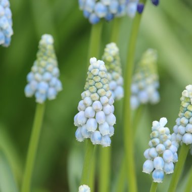 Muscari armeniacum 'Peppermint'