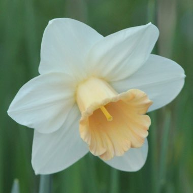 Narcissus 'Pink Smiles'