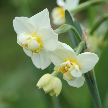 Narcissus 'Cheerfulness'