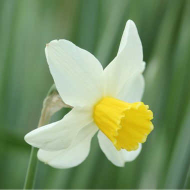 Narcissus 'Jack Snipe' syn. Narcissus 'April Love'