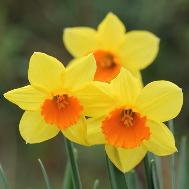 Narcissus 'Red Devon'