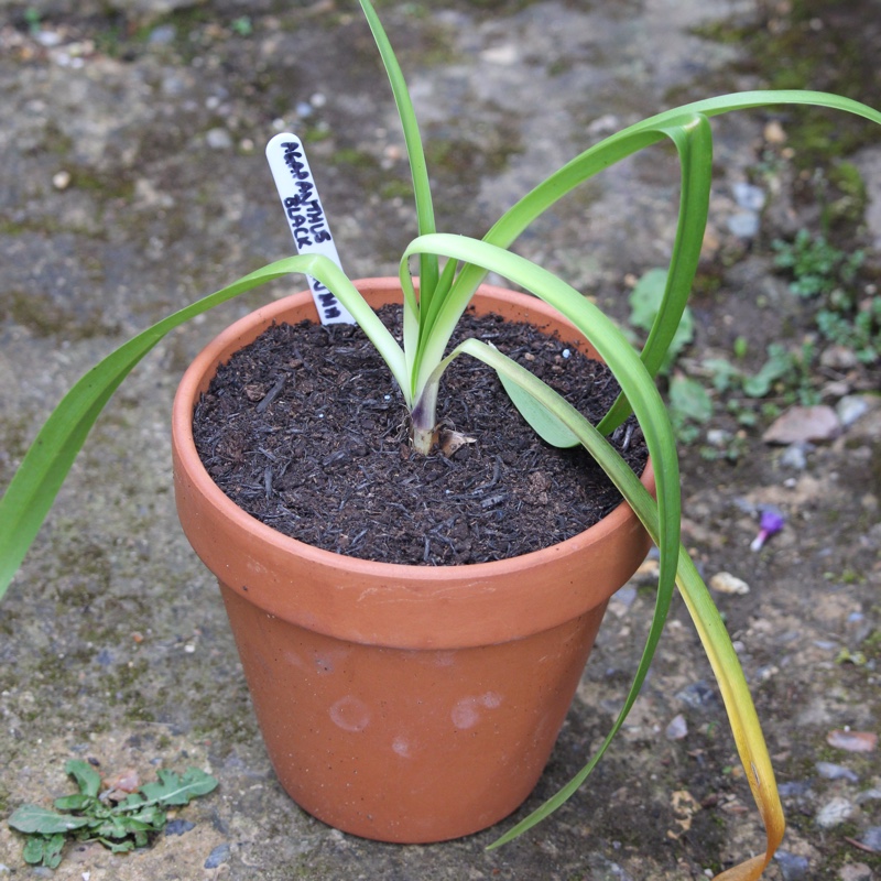 Plant image Agapanthus 'Black Pantha'