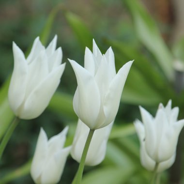 Tulipa 'White Triumphator'