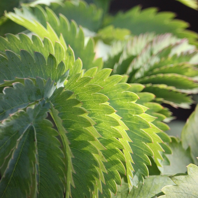 Melianthus major