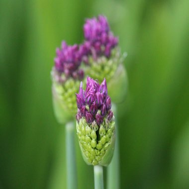 Allium jesdianum 'Akbulak' syn. Allium 'Akbulak', Allium rosenbachianum 'Akbulak'