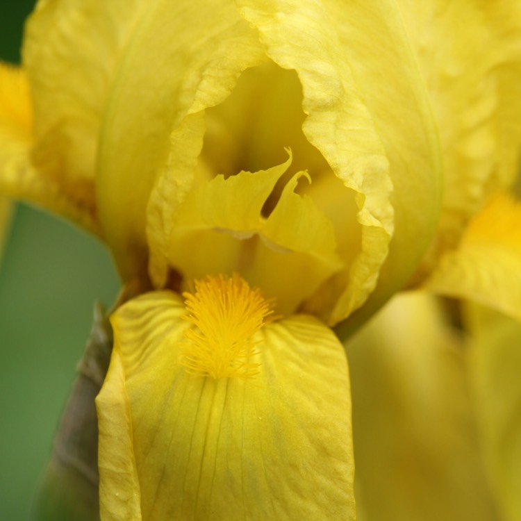 Plant image Iris x germanica 'Saint Crispin'