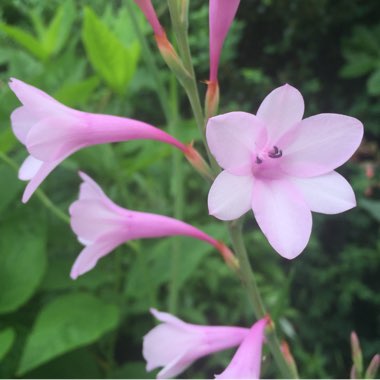 Watsonia laccata pink-flowered