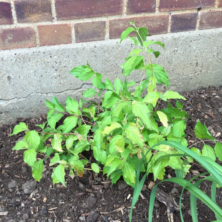 Plant image Cornus sanguinea 'Anny's Winter Orange'