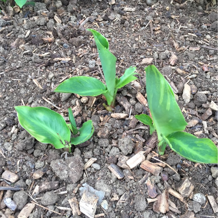 Plant image Canna 'Lucifer' syn. Canna indica 'Lucifer', Canna x ehemanii 'Lucifer'