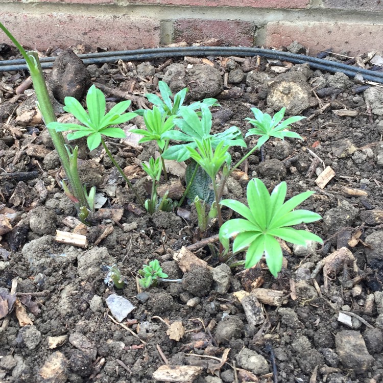 Plant image Lupinus 'Towering Inferno'