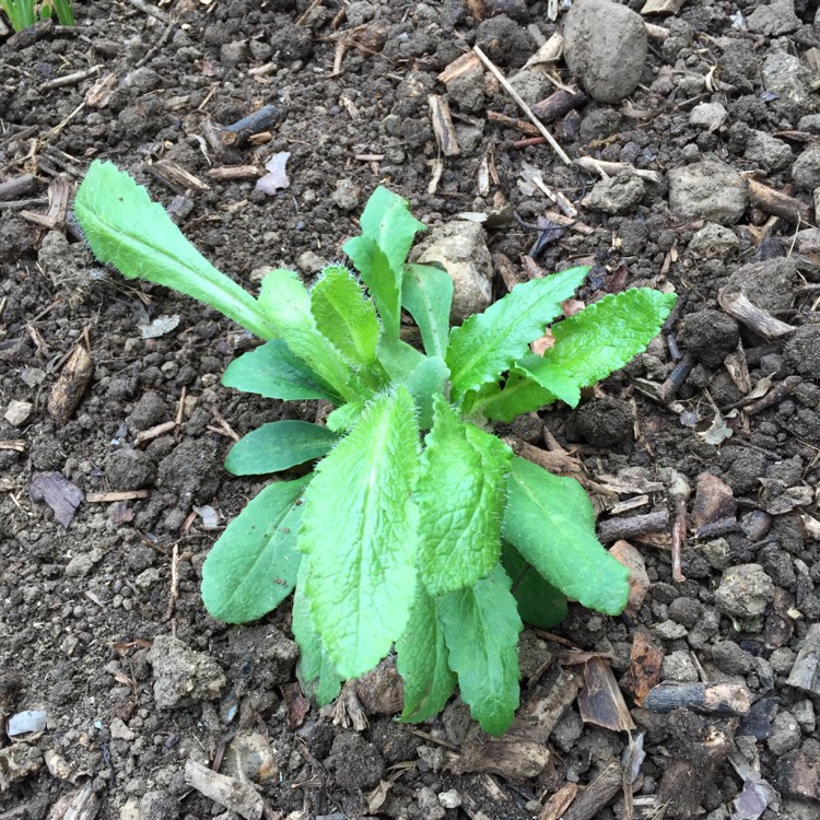 Plant image Papaver orientale 'Fruit Punch' (Mix)