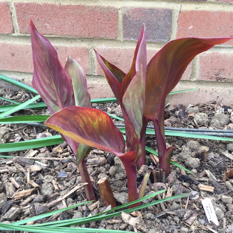 Plant image Canna 'Wyoming'