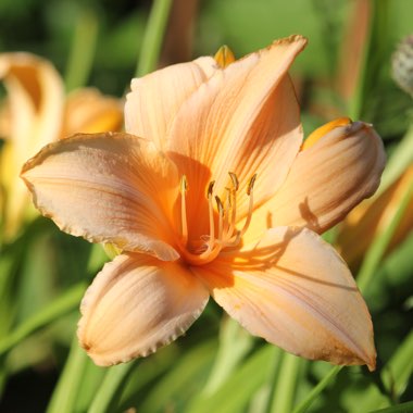 Hemerocallis 'Bali Hai'