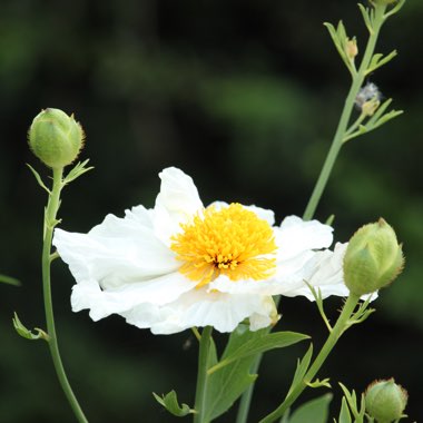 Romneya coulteri