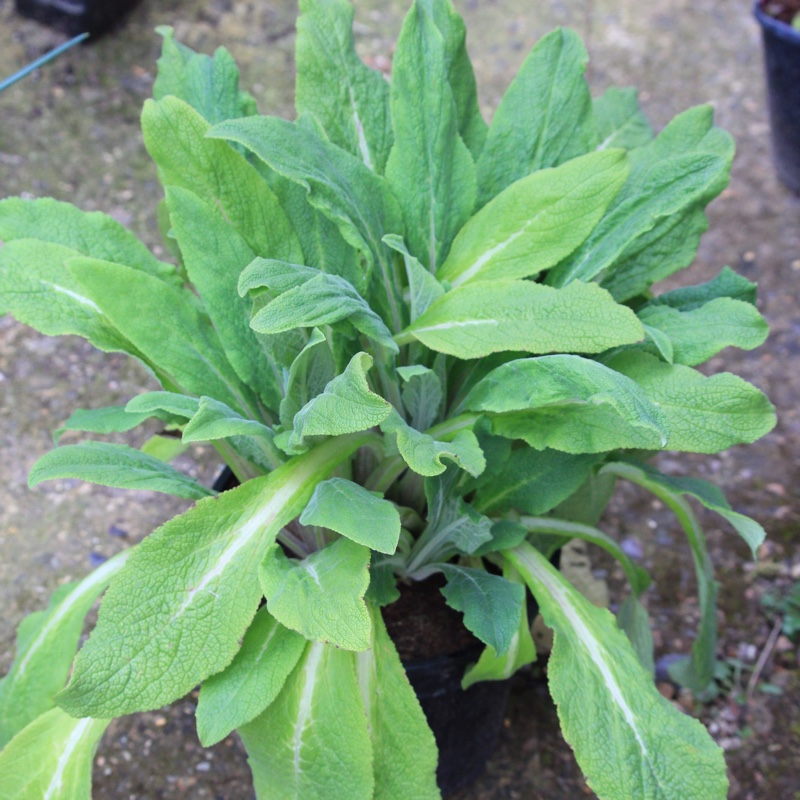 Plant image Digitalis purpurea 'Pam's Choice'