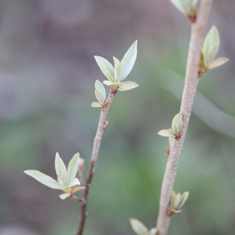 Plant image Elaeagnus 'Quicksilver'