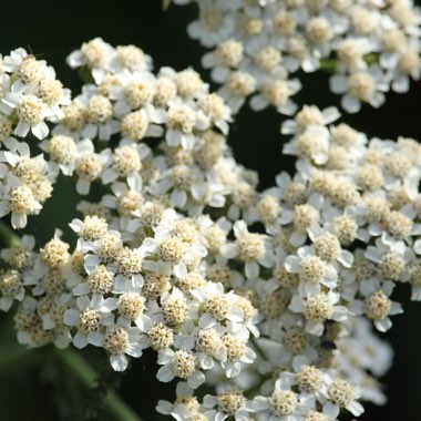 Achillea millefolium