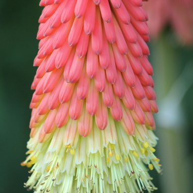 Kniphofia 'Royal Castle'