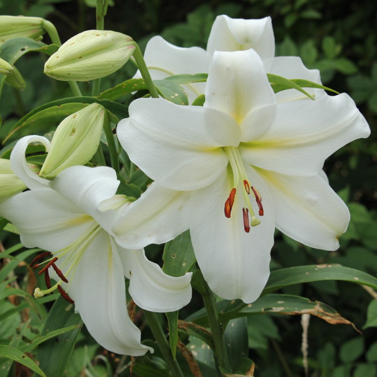 Lilium longiflorum x oriental 'Gizmo', Longiflorum Lily 'Gizmo ...