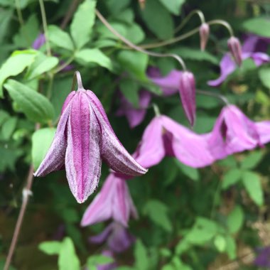 Clematis viticella