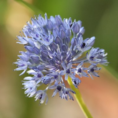 Allium caeruleum syn. Allium azureum, Allium caeruleum azureum, Allium coerulescens