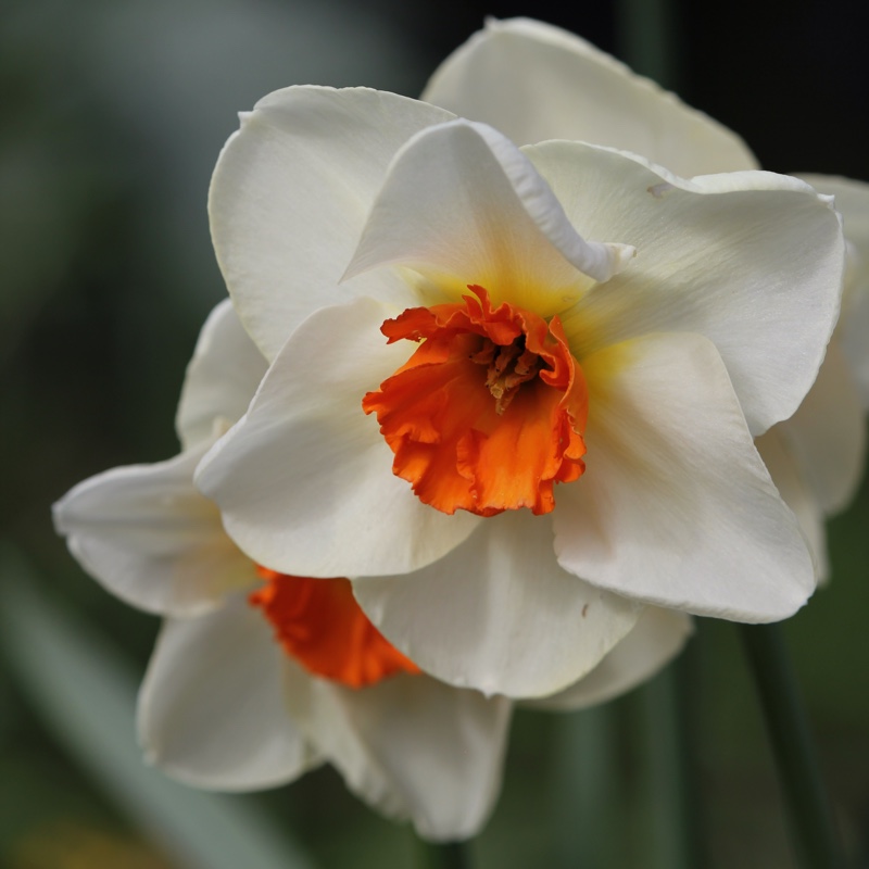 Narcissus 'June Allyson'