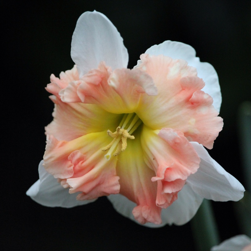 Narcissus 'Mallee'