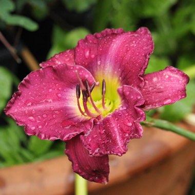 Hemerocallis 'Bela Lugosi'