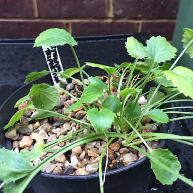 Eryngium x tripartitum syn. Eryngium tripartitum