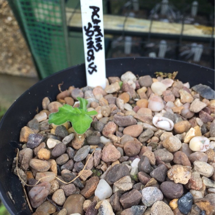 Plant image Acanthus spinosus