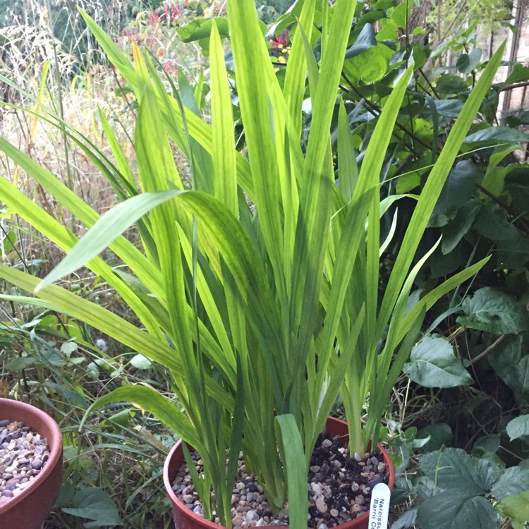 Plant image Crocosmia x crocosmiiflora 'George Davison'