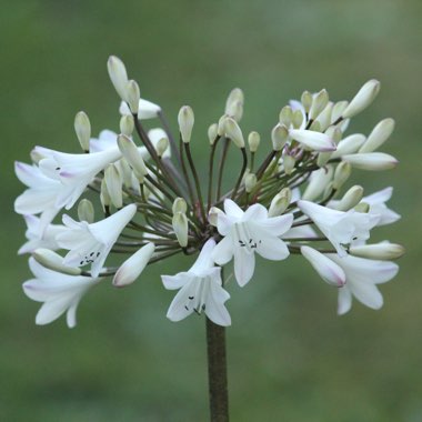 Agapanthus 'Ardernei Hybrid'