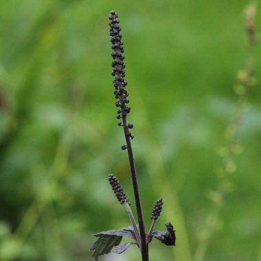 Actaea simplex (Atropurpurea Group) 'Brunette' syn. Cimicifuga simplex 'Brunette'