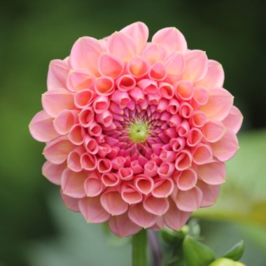 Dahlia 'Wootton Cupid'