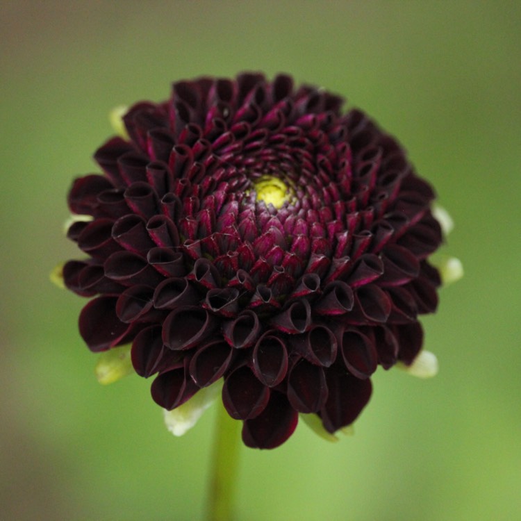 Plant image Dahlia 'Moor Place'